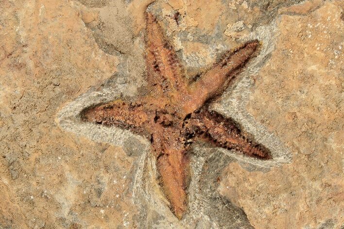 1.7" Ordovician Starfish (Petraster?) Fossil - Morocco